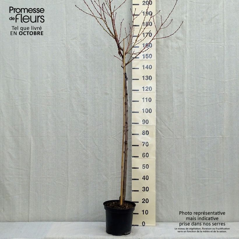 Exemplar von Pfirsich Redhaven - Prunus persica Topf mit 7,5L/10L, Halbstamm wie im Herbst geliefert