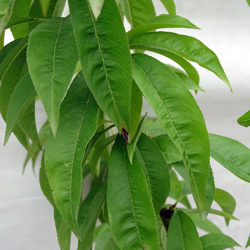 Pfirsich Redhaven - Prunus persica (Laub)