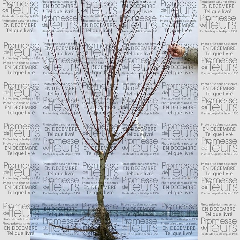 Beispiel eines Exemplars von Pfirsich Reine des Vergers - Prunus persica Wurzelnackt, Gobelet-Form wie geliefert
