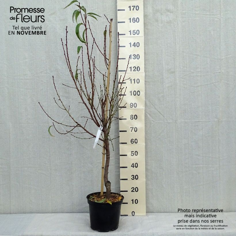 Exemplar von Pfirsich Sanguine vineuse - Prunus persica Topf mit 7,5L/10L, Gobelet-Form wie im Herbst geliefert
