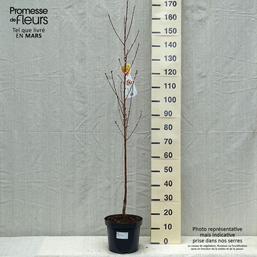 Exemplar von Pfirsich Suncrest - Prunus persica Topf mit 7,5L/10L, Gobelet-Form wie im Frühjahr geliefert