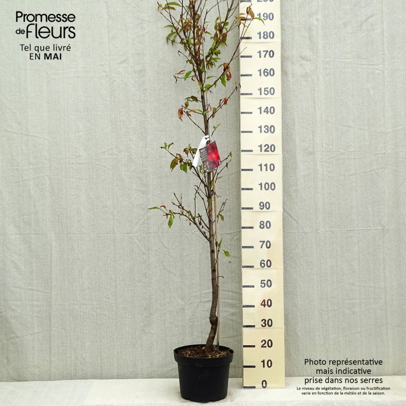 Exemplar von Zierpfirsich Taoflora Red - Prunus persica Topf mit 7,5L/10L, Stämmchen wie im Frühjahr geliefert