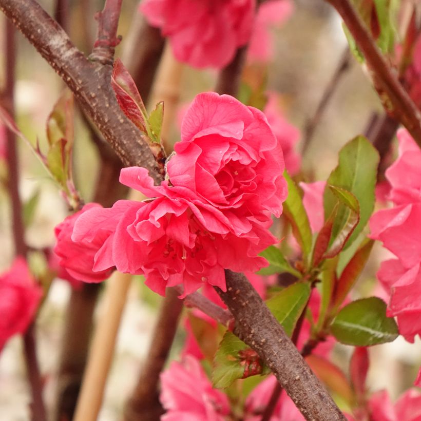 Zierpfirsich Taoflora Red - Prunus persica (Laub)