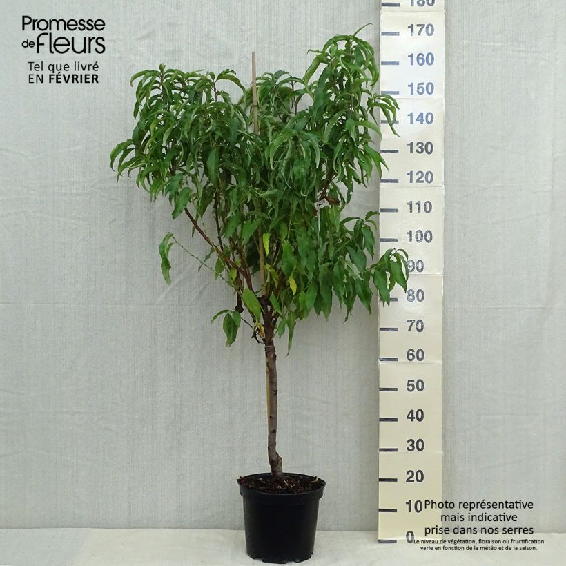 Exemplar von Pfirsich Vigne jaune - Prunus persica Topf mit 7,5L/10L, Gobelet-Form wie im Herbst geliefert
