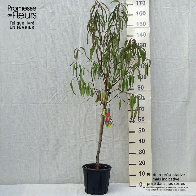 Exemplar von Pfirsich Vigne blanche - Prunus persica Topf mit 7,5L/10L, Gobelet-Form wie im Herbst geliefert