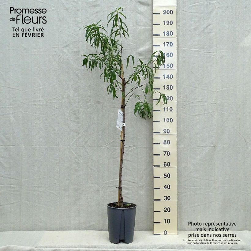 Exemplar von Pfirsich Vigne blanche - Prunus persica Topf mit 12L/15L, Halbstamm wie im Herbst geliefert