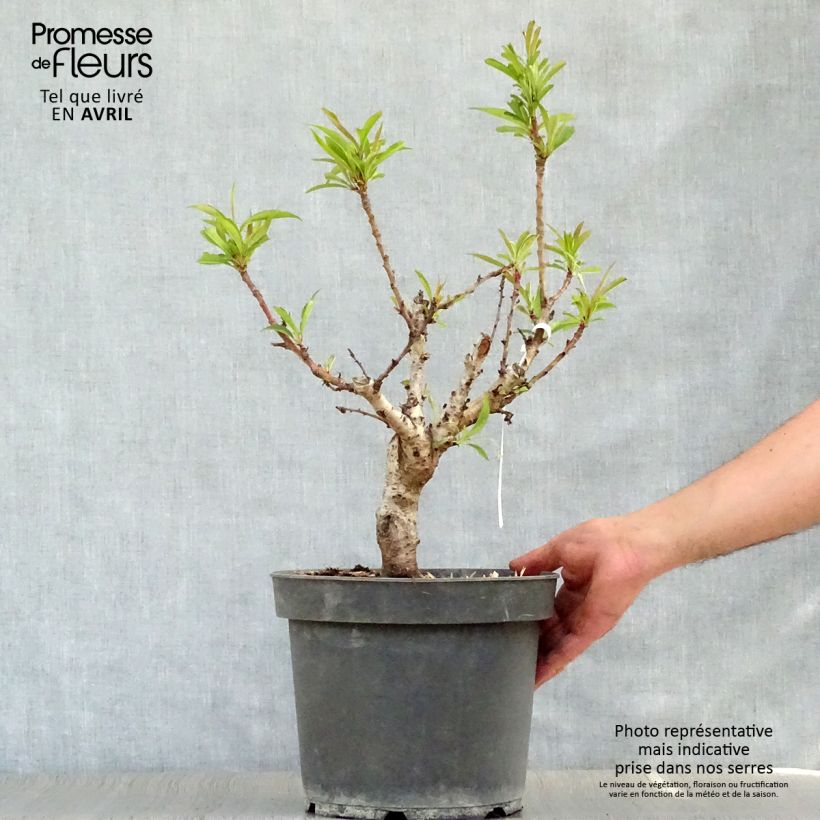 Exemplar von Pfirsich Amber Pix Zee - Prunus persica Topf mit 6L/7L, 1/4 Stängel wie im Frühjahr geliefert