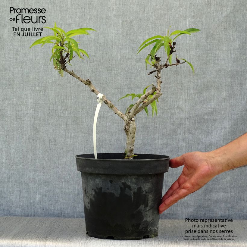 Zwerg-Pfirsich Diamond Zaipevi - Prunus persica