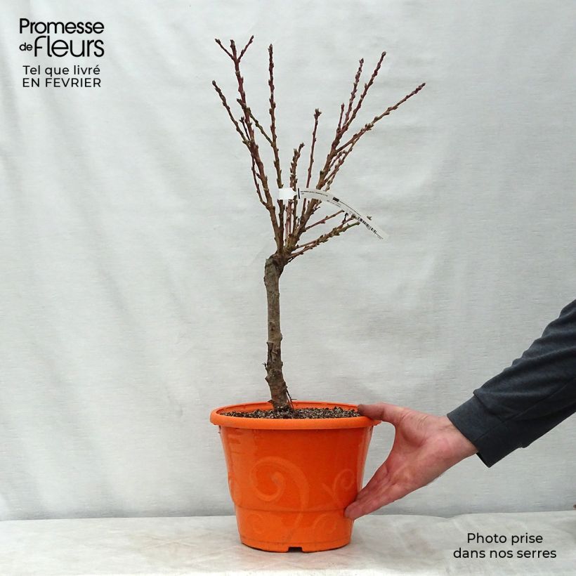 Exemplar von Zwerg-Pfirsich Diamond Zaipevi - Prunus persica Topf mit 6L/7L, Zwergform wie im Winter geliefert