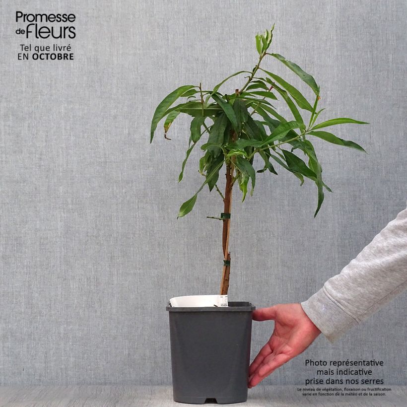 Exemplar von Zwerg-Pfirsich Fruit Me Peach Me Donut - Prunus persica Topf mit 4L/5L, Zwergform wie im Herbst geliefert
