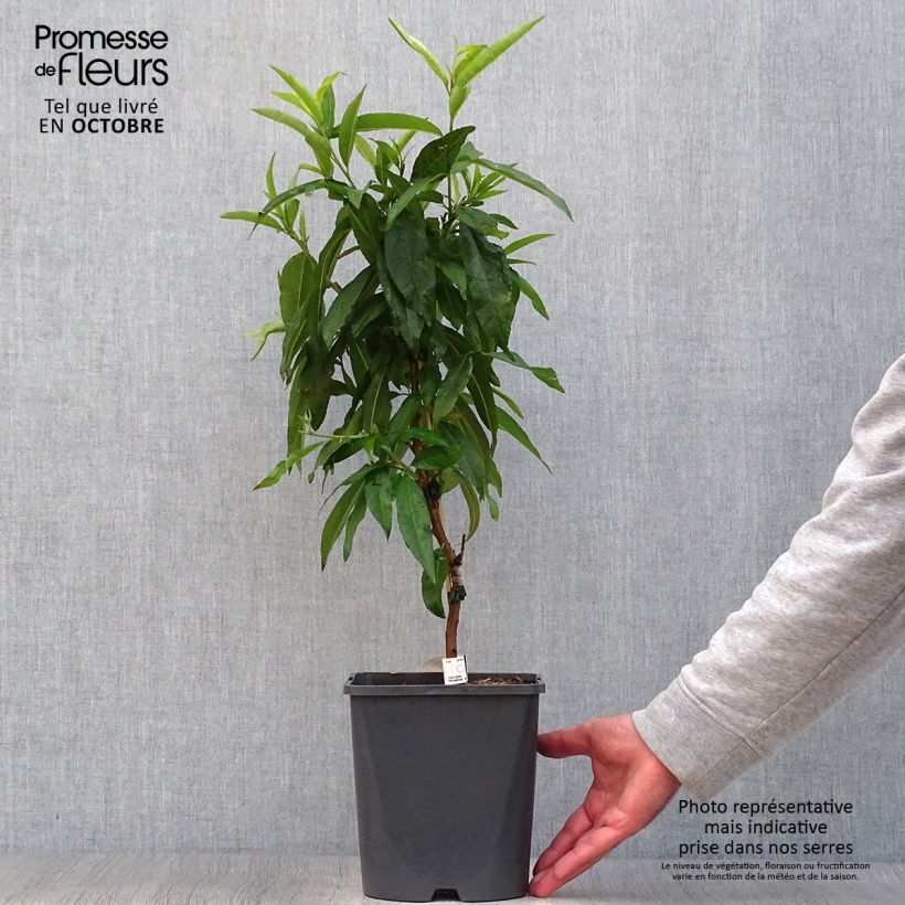 Exemplar von Zwerg-Pfirsich Fruit Me Peach Me Red - Prunus persica Topf mit 4L/5L, Zwergform wie im Herbst geliefert