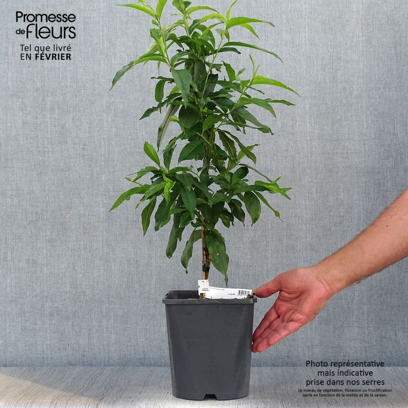 Exemplar von Zwerg-Pfirsich Fruit Me Peach Me Yellow - Prunus persica Topf mit 4L/5L, Zwergform wie im Herbst geliefert