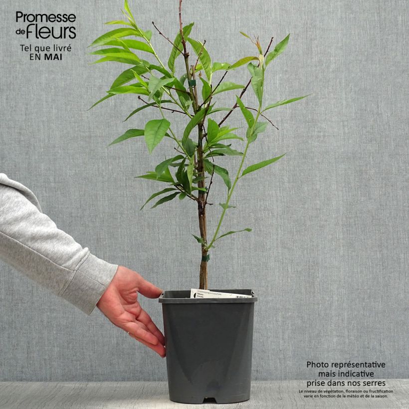 Exemplar von Zwerg-Pfirsich Fruit Me Peach Me Yellow - Prunus persica Topf mit 4L/5L, Zwergform wie im Frühjahr geliefert