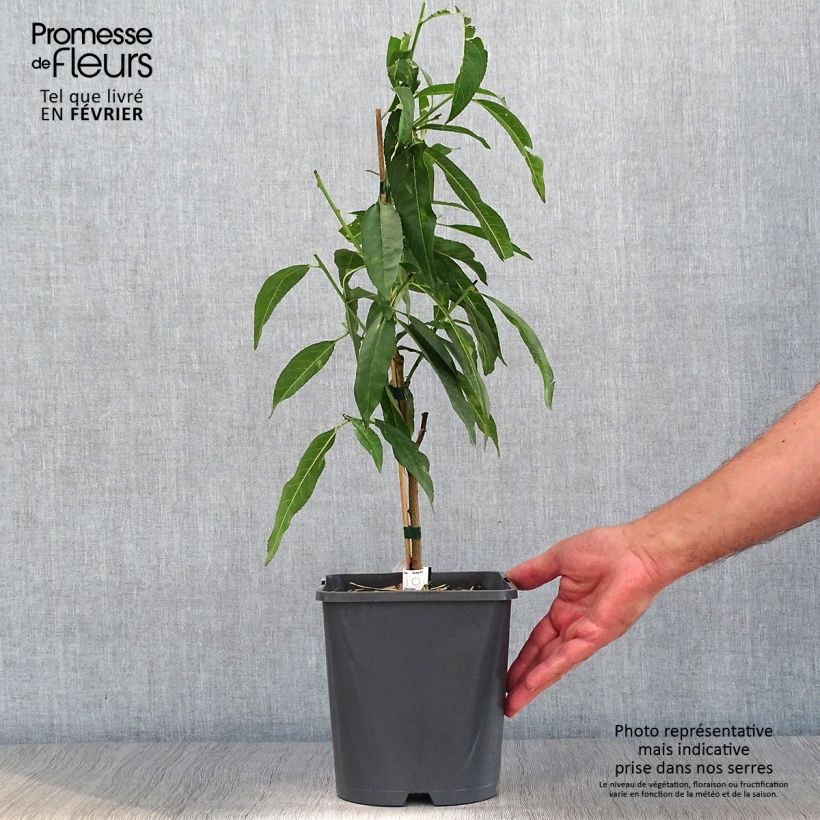 Exemplar von Zwerg-Pfirsich Ice Peach Gelo Fruit Me - Prunus persica Topf mit 4L/5L, Zwergform wie im Herbst geliefert