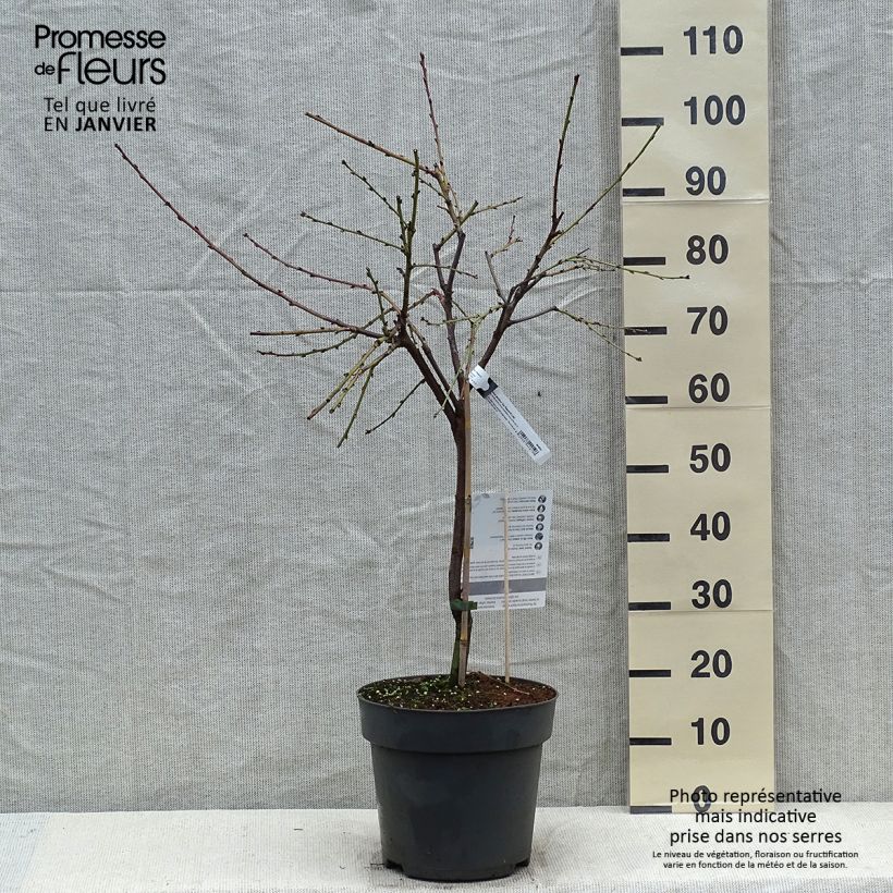 Exemplar von Zwerg-Pfirsich Ice Peach Gelo Fruit Me - Prunus persica Topf mit 7,5L/10L, Zwergform wie im Winter geliefert