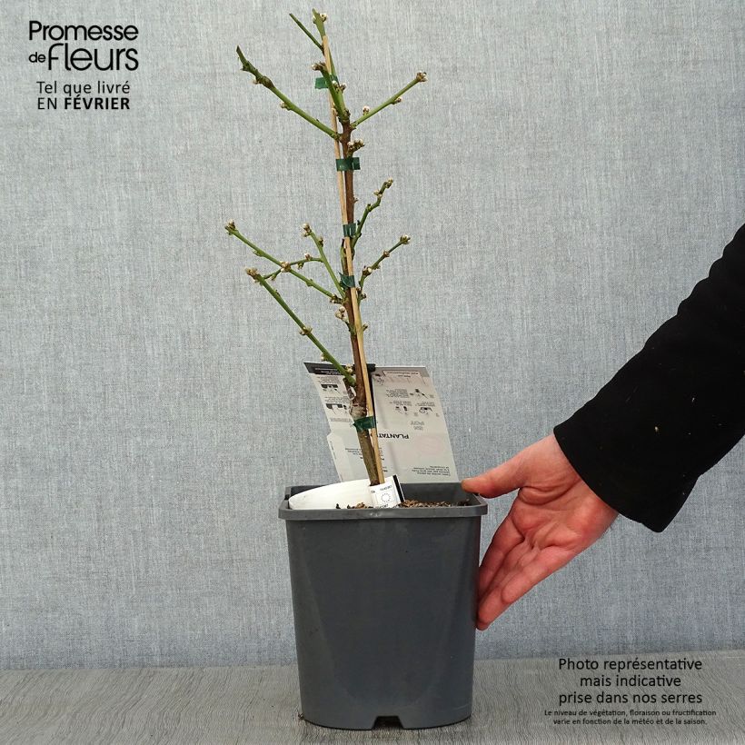Exemplar von Zwerg-Pfirsich Ice Peach Gelo Fruit Me - Prunus persica Topf mit 4L/5L, Zwergform wie im Winter geliefert
