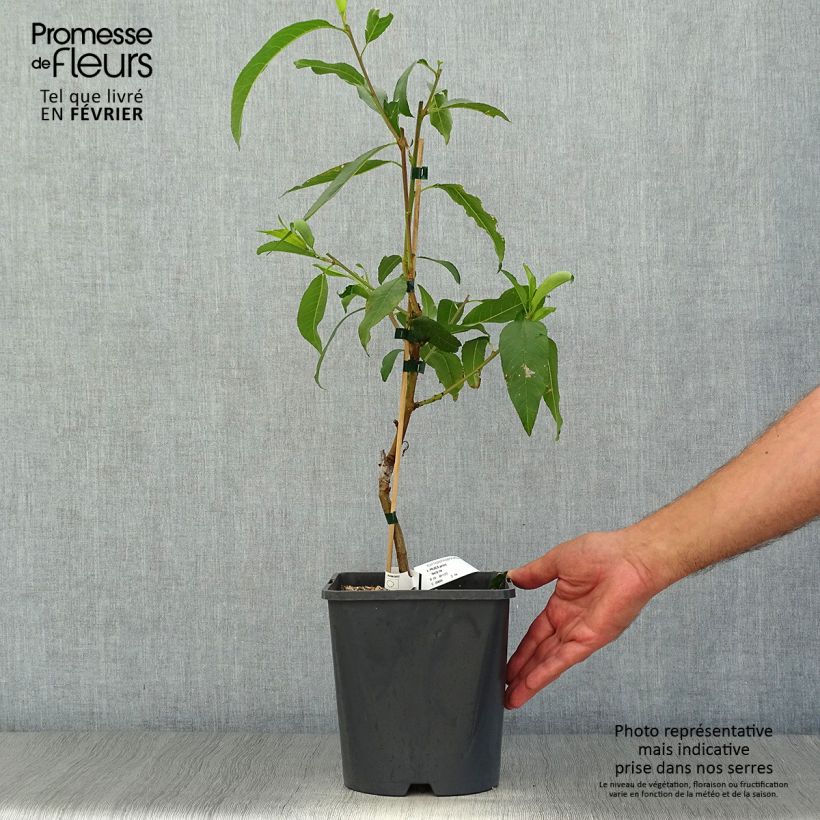 Exemplar von Zwerg-Nektarine Fruit Me Necta Me - Prunus persica Topf mit 4L/5L, Zwergform wie im Herbst geliefert