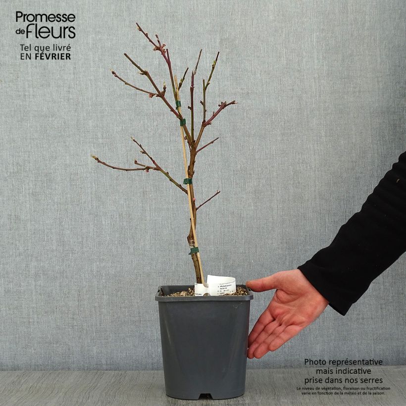 Exemplar von Zwerg-Nektarine Fruit Me Necta Me - Prunus persica Topf mit 4L/5L, Zwergform wie im Winter geliefert
