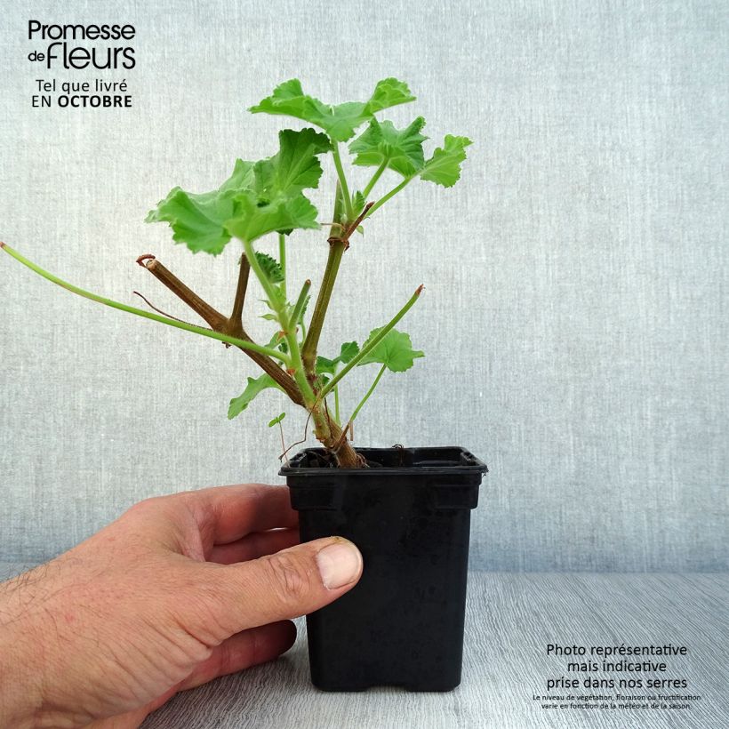 Exemplar von Duftende Pelargonie Atomic Snowflake - Pelargonium Kleine Töpfe von 7/8 cm wie im Herbst geliefert