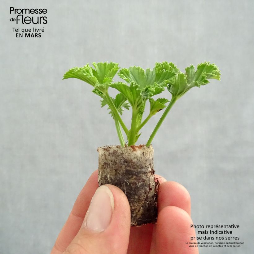 Exemplar von Englische Geranie Candy Flowers White - Pelargonium Mini-Plug Ø 3/4 cm wie im Frühjahr geliefert