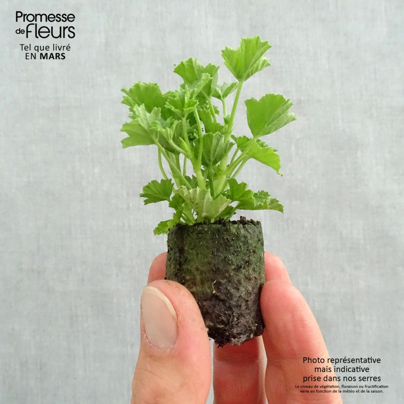 Exemplar von Duftende Pelargonie Mosquitaway Megan - Pelargonium Mini-Plug Ø 3/4 cm wie im Frühjahr geliefert