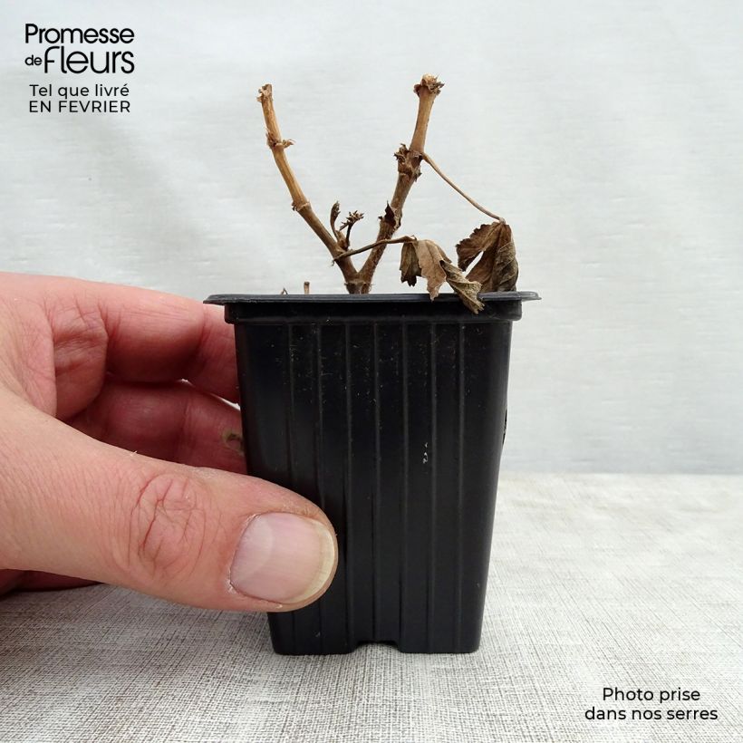 Exemplar von Duftende Pelargonie Paton's Unique - Pelargonium Kleine Töpfe von 7/8 cm wie im Winter geliefert