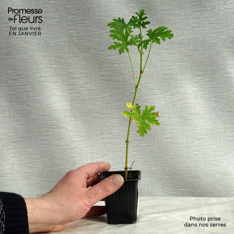 Exemplar von Duftende Pelargonie - Pelargonium graveolens Kleine Töpfe von 7/8 cm wie im Winter geliefert