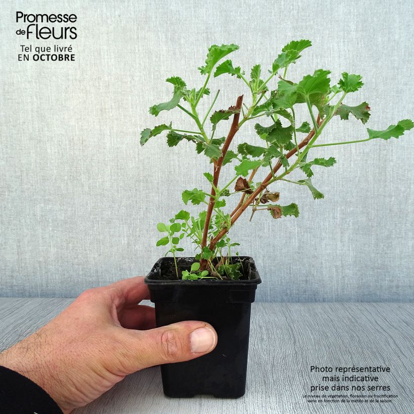 Exemplar von Prince Rupert - Pelargonium crispum Kleine Töpfe von 7/8 cm wie im Herbst geliefert