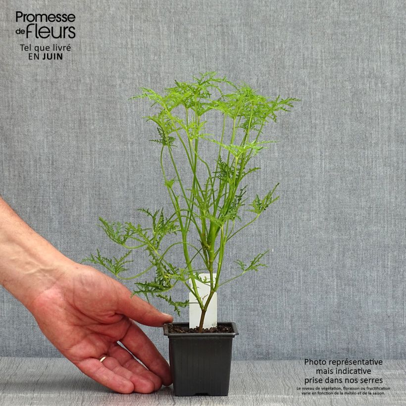 Exemplar von Duftende Pelargonie Filicifolium - Pelargonium denticulatum Kleine Töpfe von 7/8 cm wie im Frühjahr geliefert