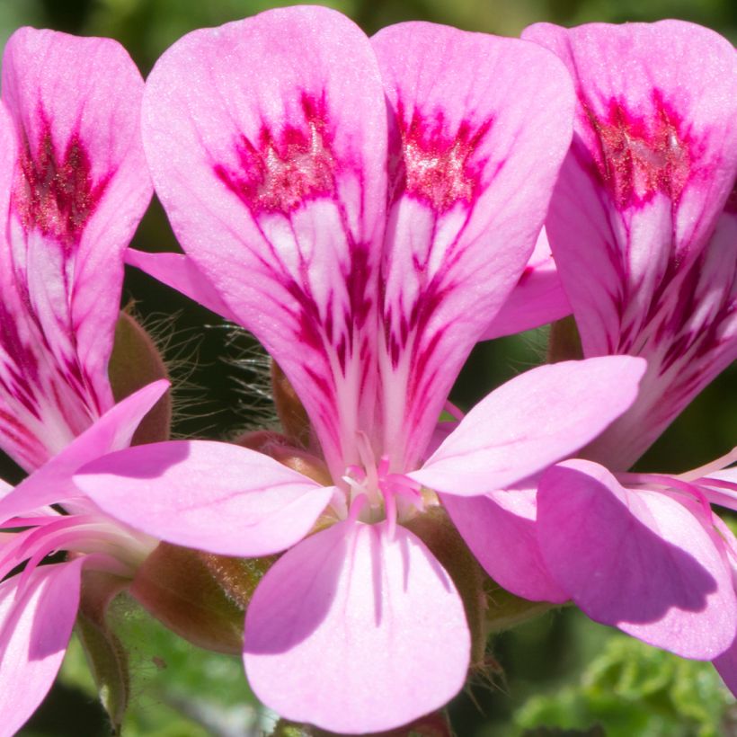 Duftende Pelargonie - Pelargonium quercifolium (Blüte)
