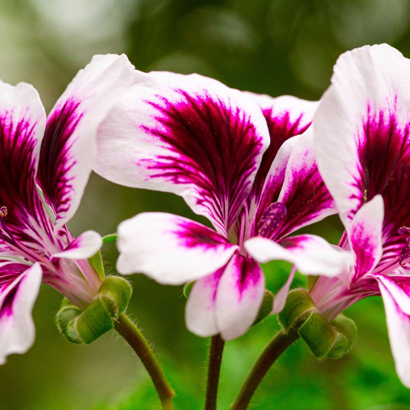 Englische Geranie Angel Eyes Blueberry - Pelargonium (Blüte)