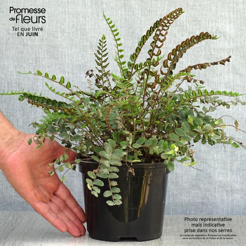 Exemplar von Pellaea rotundifolia - Pellaea Topf mit 2L/3L wie im Sommer geliefert