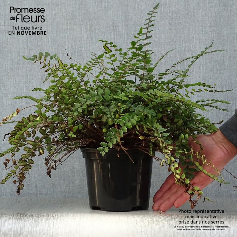 Exemplar von Pellaea rotundifolia - Pellaea Topf mit 2L/3L wie im Herbst geliefert