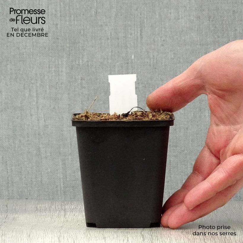 Exemplar von Peltoboykinia watanabei - Peltoboykinie Kleine Töpfe von 8/9 cm wie im Winter geliefert