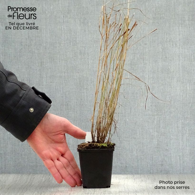 Exemplar von Orientalisches Lampenputzergras - Pennisetum orientale Kleine Töpfe von 8/9 cm wie im Winter geliefert