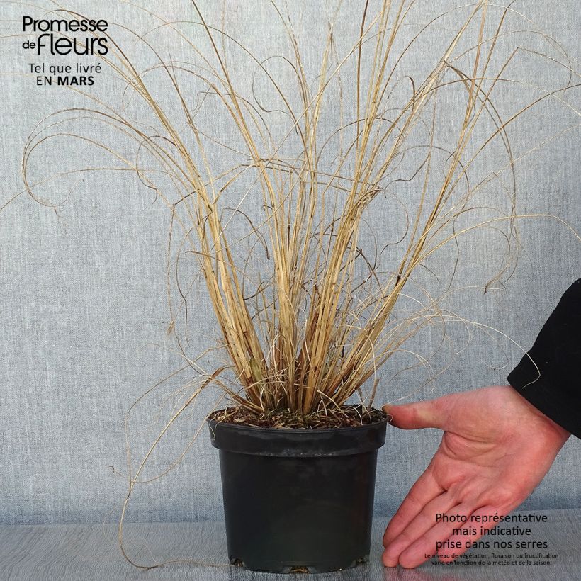 Exemplar von Lampenputzergras Cassian - Pennisetum alopecuroïdes Topf mit 2L/3L wie im Winter geliefert