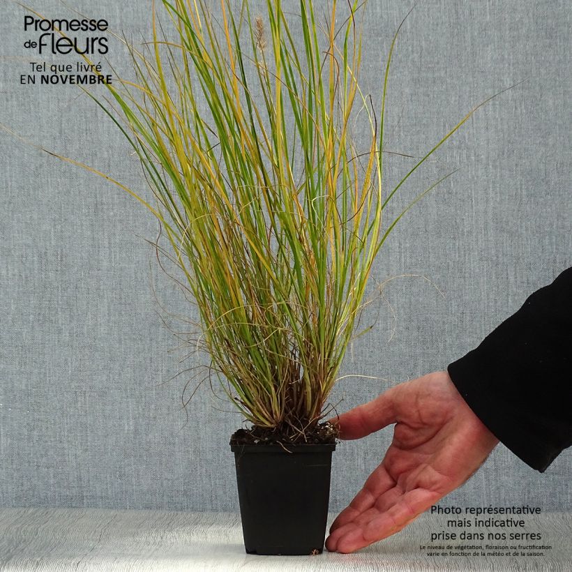 Exemplar von Lampenputzergras Gelbstiel - Pennisetum alopecuroïdes Kleine Töpfe von 8/9 cm wie im Herbst geliefert