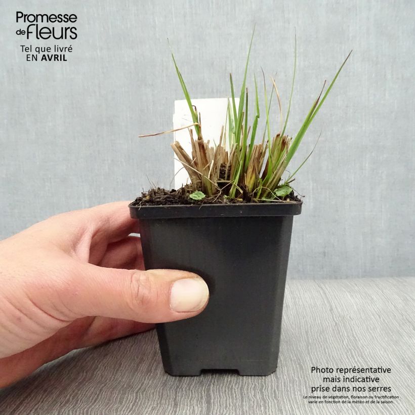 Exemplar von Lampenputzergras Gelbstiel - Pennisetum alopecuroïdes Kleine Töpfe von 8/9 cm wie im Frühjahr geliefert