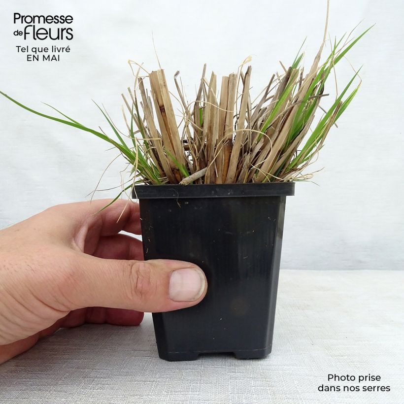 Exemplar von Lampenputzergras Goldstrich - Pennisetum alopecuroides Kleine Töpfe von 8/9 cm wie im Frühjahr geliefert