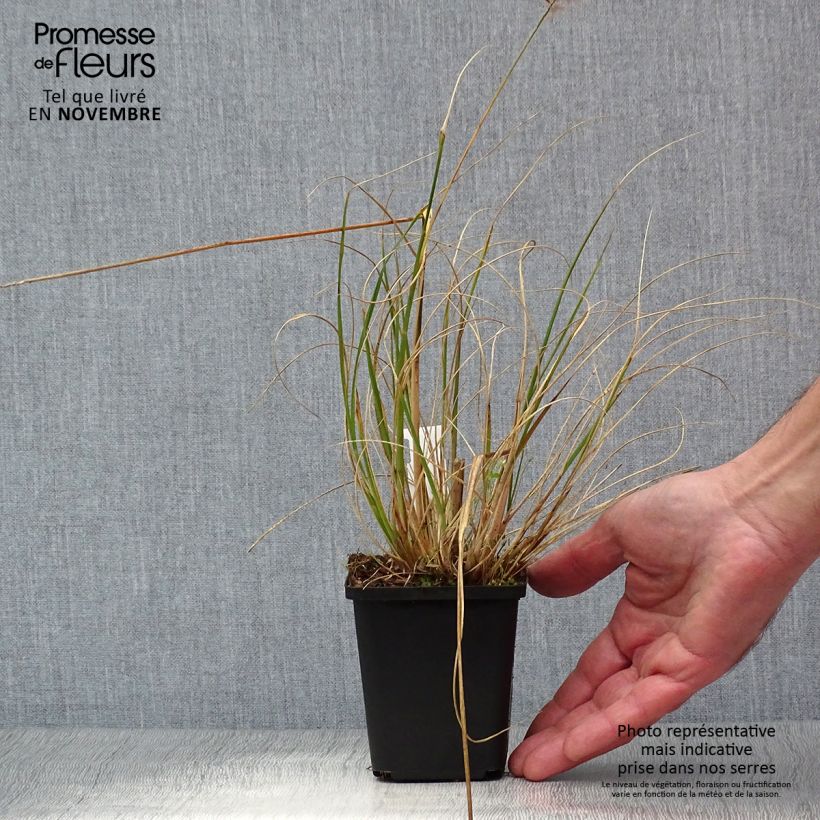 Exemplar von Lampenputzergras Hameln - Pennisetum alopecuroïdes Kleine Töpfe von 8/9 cm wie im Herbst geliefert