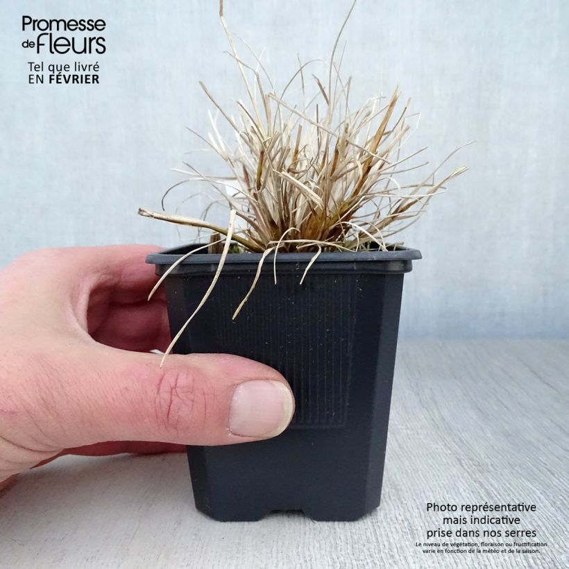 Exemplar von Lampenputzergras Hameln Gold - Pennisetum alopecuroïdes Kleine Töpfe von 8/9 cm wie im Winter geliefert
