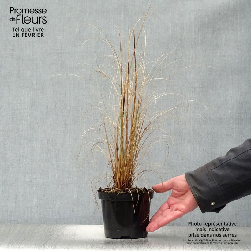 Exemplar von Lampenputzergras Hameln - Pennisetum alopecuroïdes Topf mit 1L/1,5L wie im Winter geliefert