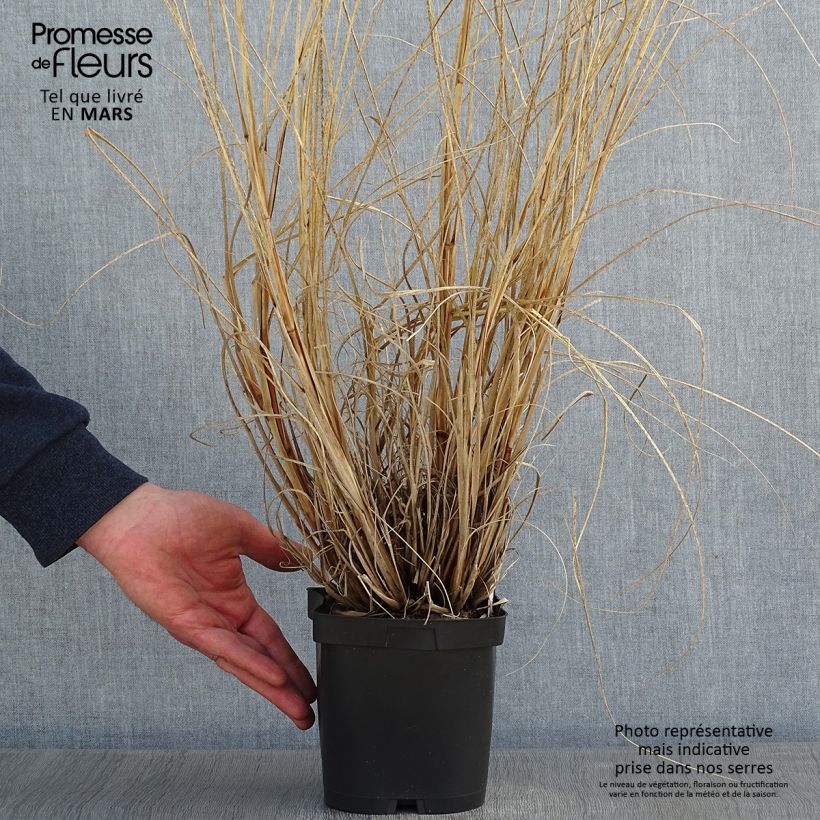 Exemplar von Lampenputzergras Herbstzauber - Pennisetum alopecuroïdes Topf mit 2L/3L wie im Winter geliefert