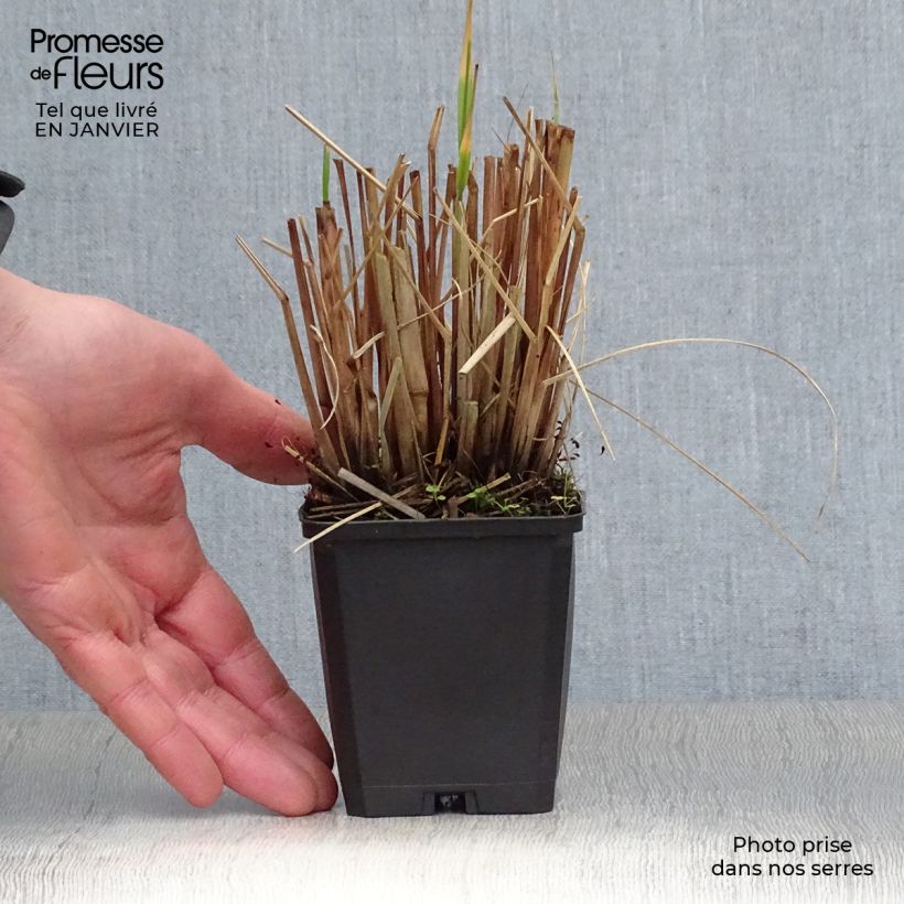 Exemplar von Lampenputzergras Japonicum - Pennisetum alopecuroïdes Kleine Töpfe von 8/9 cm wie im Winter geliefert