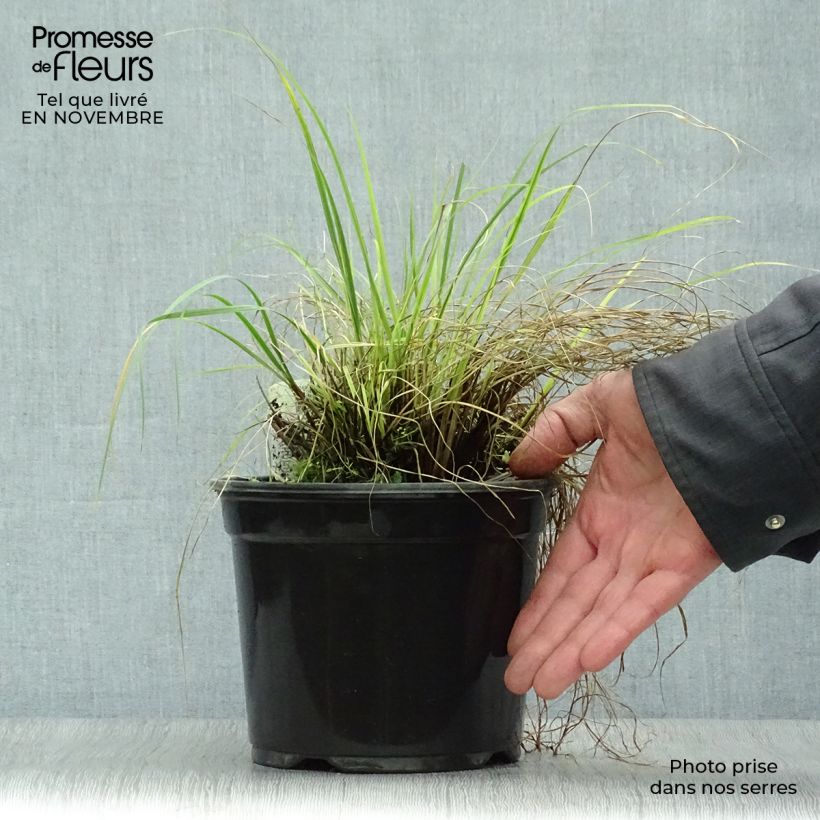 Exemplar von Zwerg-Federborstengras Little Bunny - Pennisetum alopecuroïdes Topf mit 2L/3L wie im Herbst geliefert