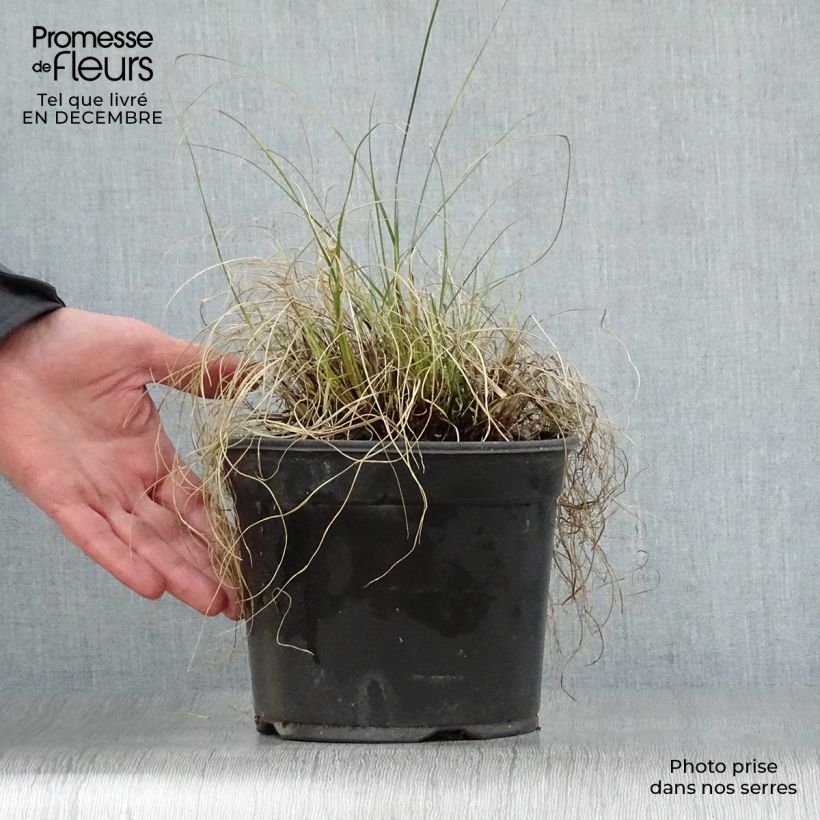 Exemplar von Zwerg-Federborstengras Little Bunny - Pennisetum alopecuroïdes Topf mit 2L/3L wie im Winter geliefert