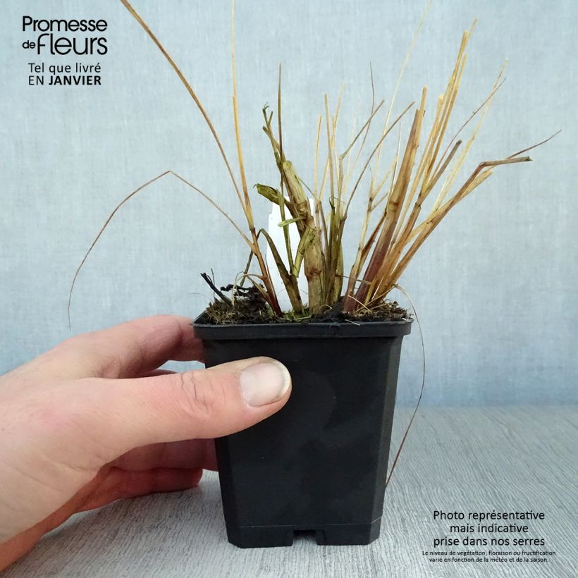 Exemplar von Lampenputzergras Magic - Pennisetum alopecuroïdes Kleine Töpfe von 8/9 cm wie im Winter geliefert
