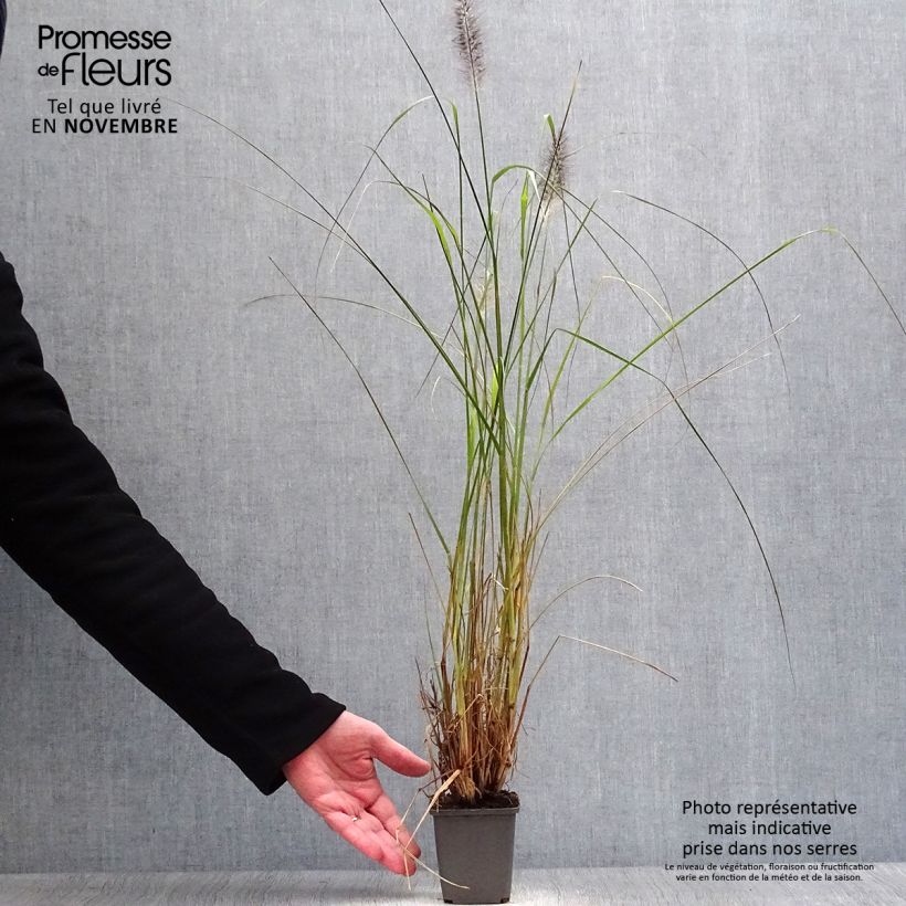 Exemplar von Lampenputzergras Moudry - Pennisetum alopecuroïdes Kleine Töpfe von 8/9 cm wie im Herbst geliefert