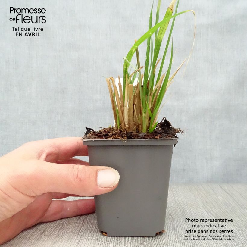 Exemplar von Lampenputzergras Moudry - Pennisetum alopecuroïdes Kleine Töpfe von 8/9 cm wie im Frühjahr geliefert