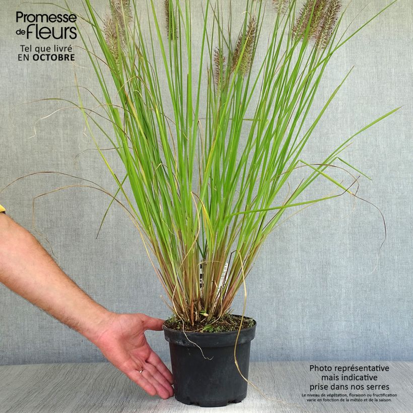 Exemplar von Lampenputzergras Moudry - Pennisetum alopecuroïdes Topf mit 2L/3L wie im Herbst geliefert